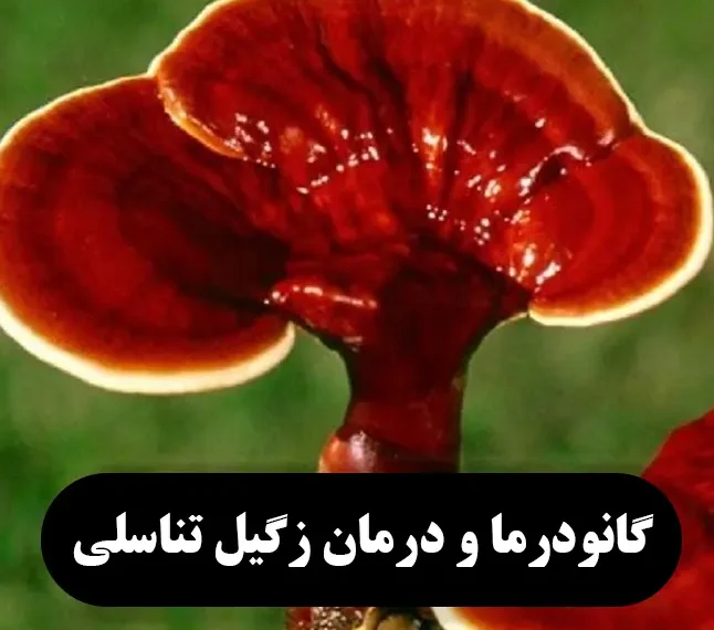قارچ گانودرما و درمان زگیل تناسلی و اچ پی وی